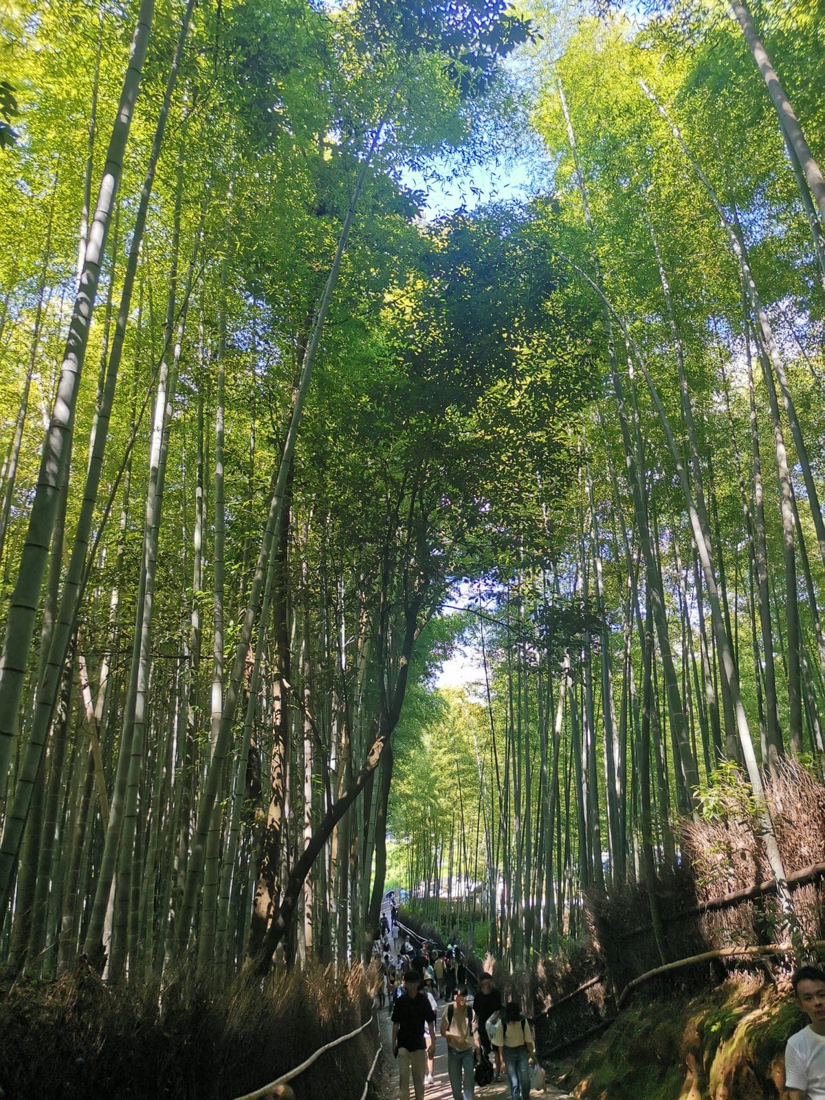 Arashiyama: bamboo in the afternoon, the river at sunset.