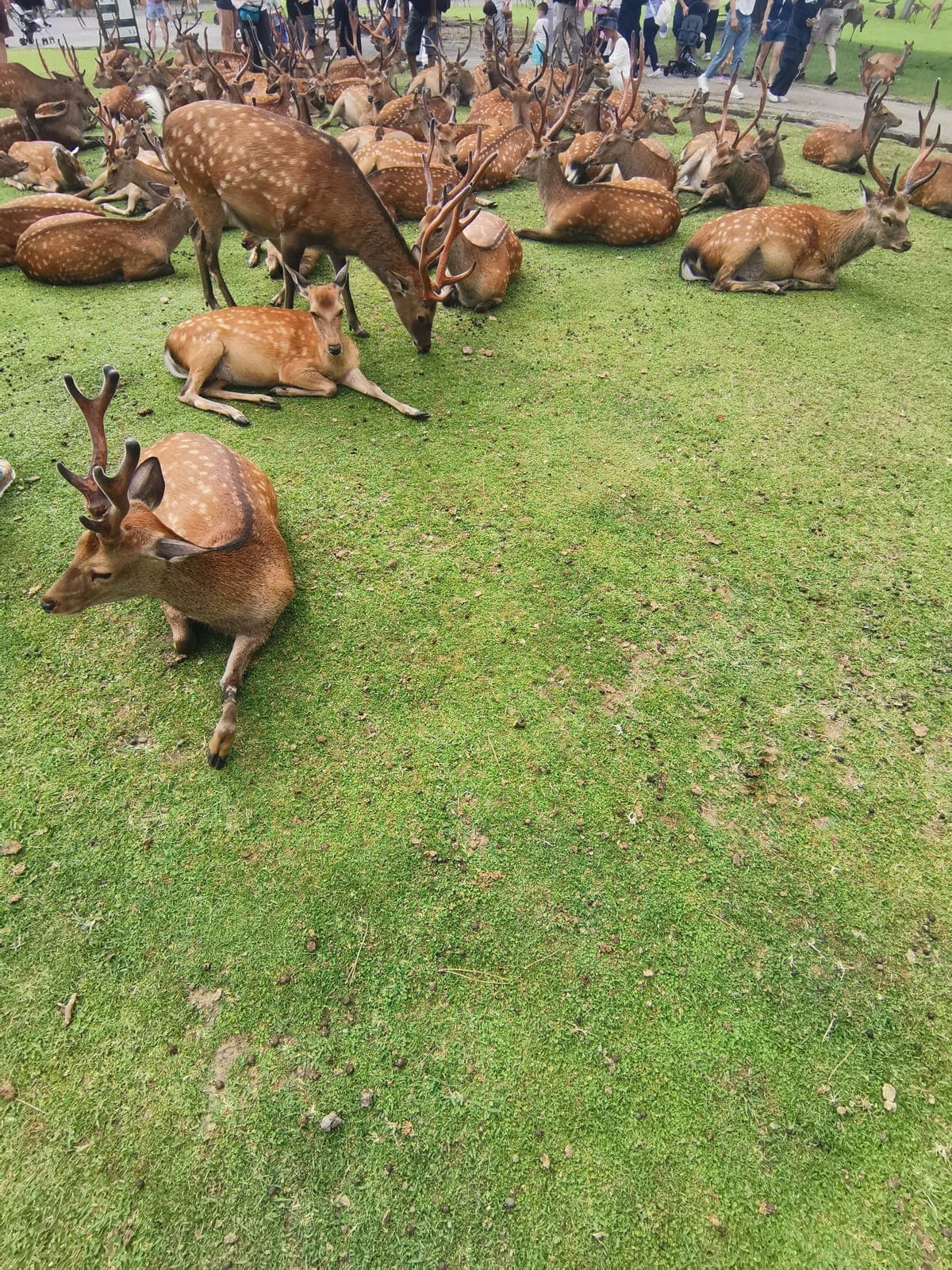 Nap time in Nara Park.