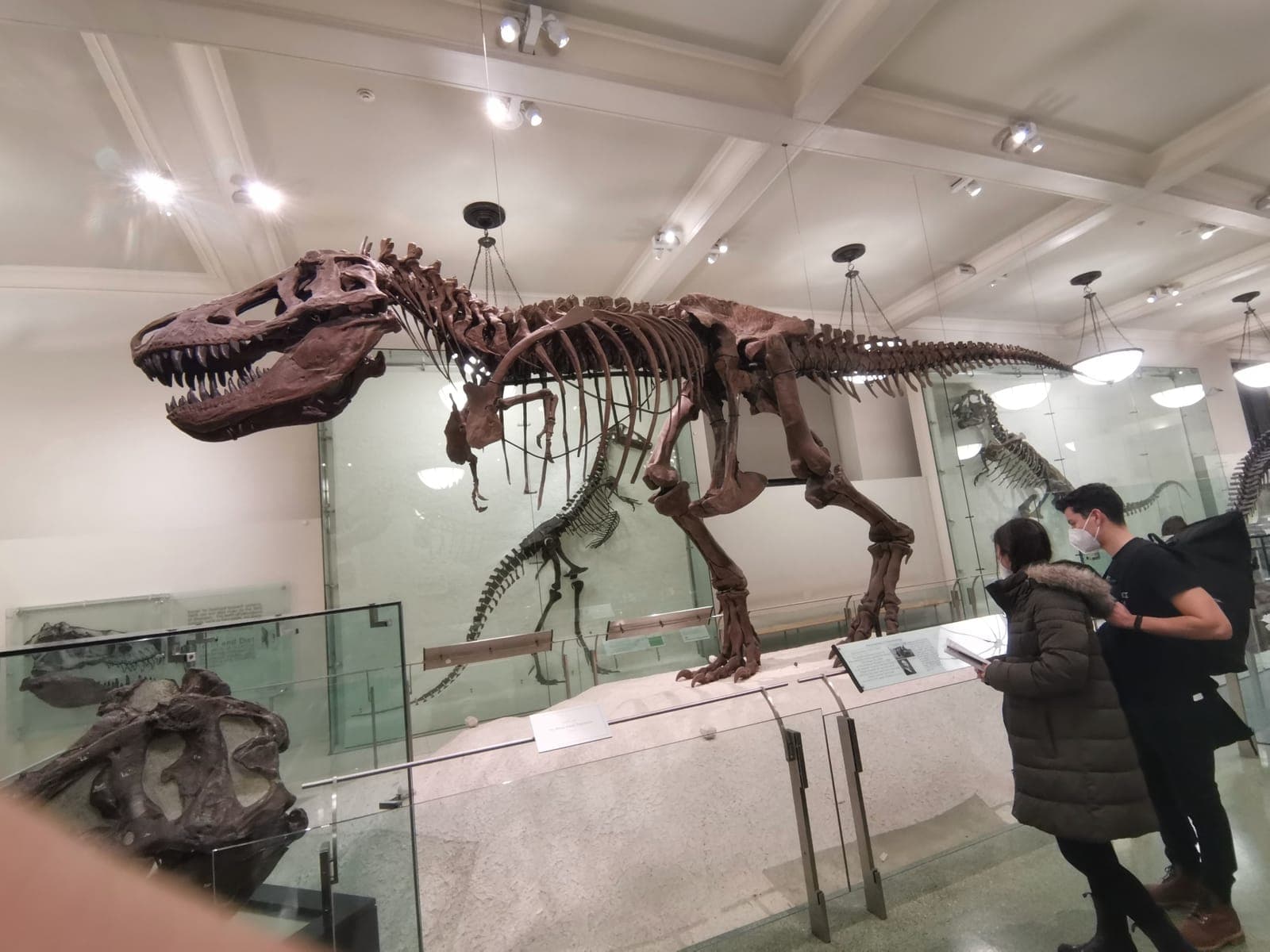 The African elephants, then the T. rex.
