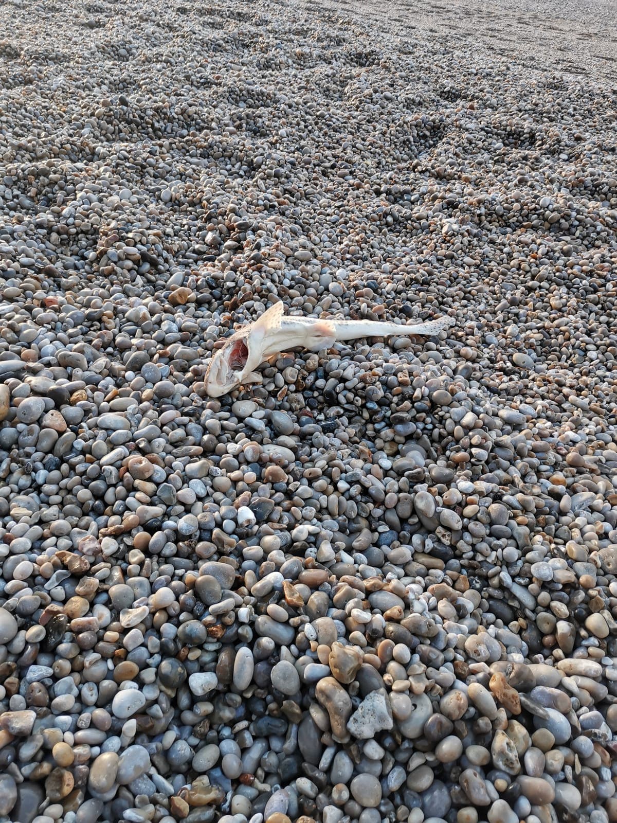 A minute later, a fish on the pebbles.