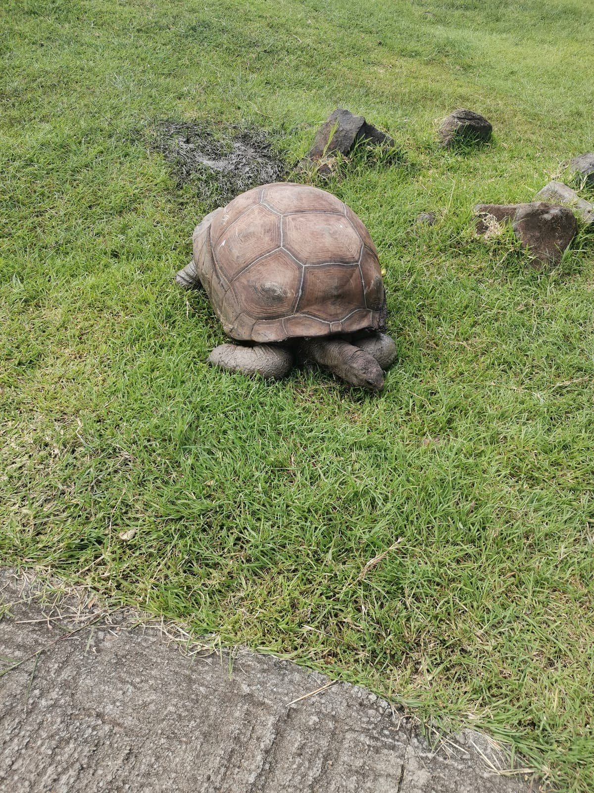 A giant tortoise, before the lions.