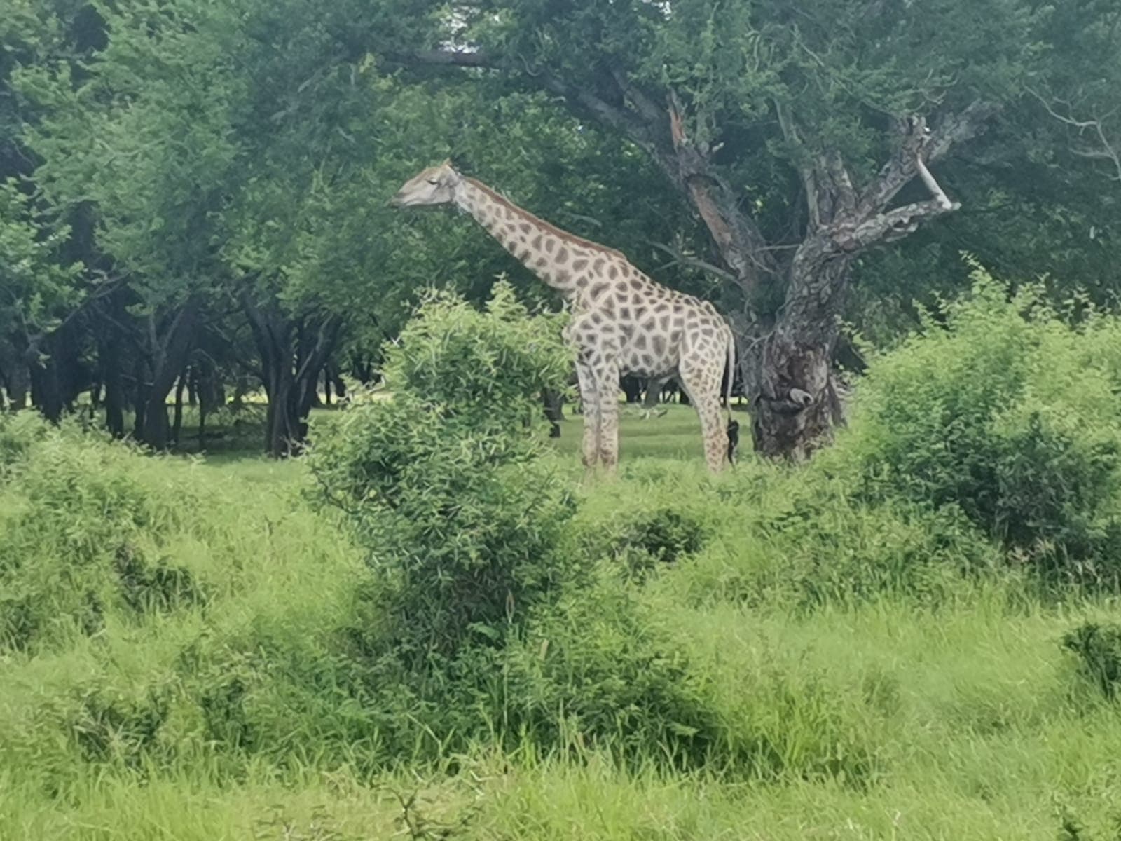 Giraffes in the bushes, then zebras.