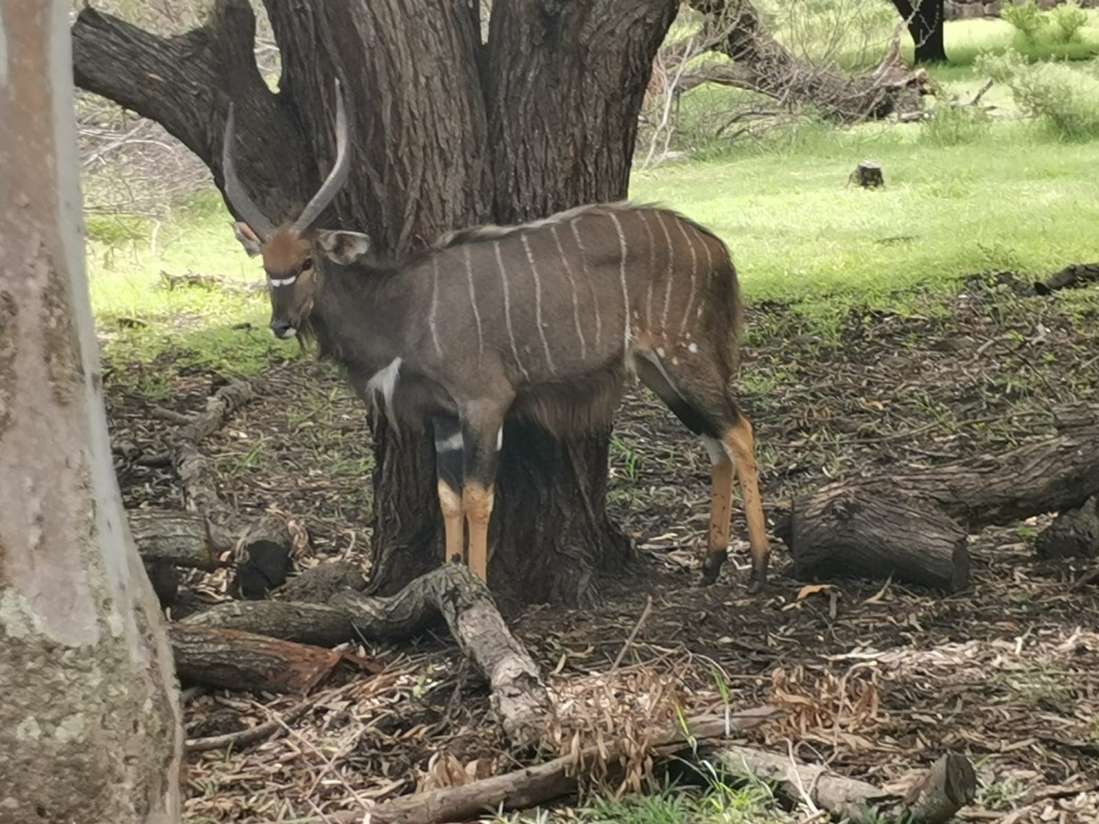 A kudu in the shade.