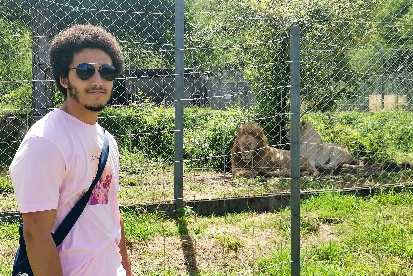 11:28 am. The lions, behind the fence.
