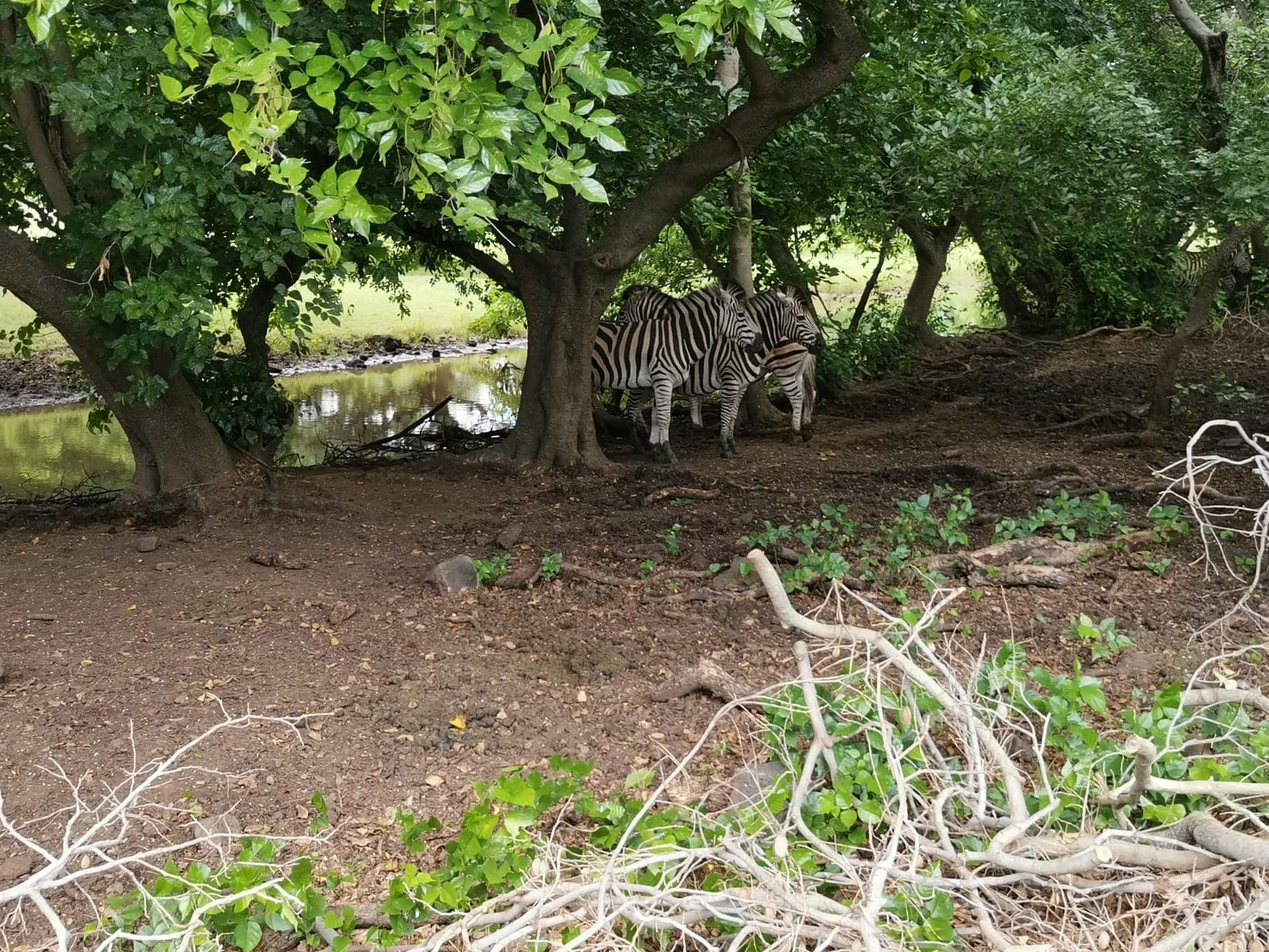 Giraffes in the bushes, then zebras.