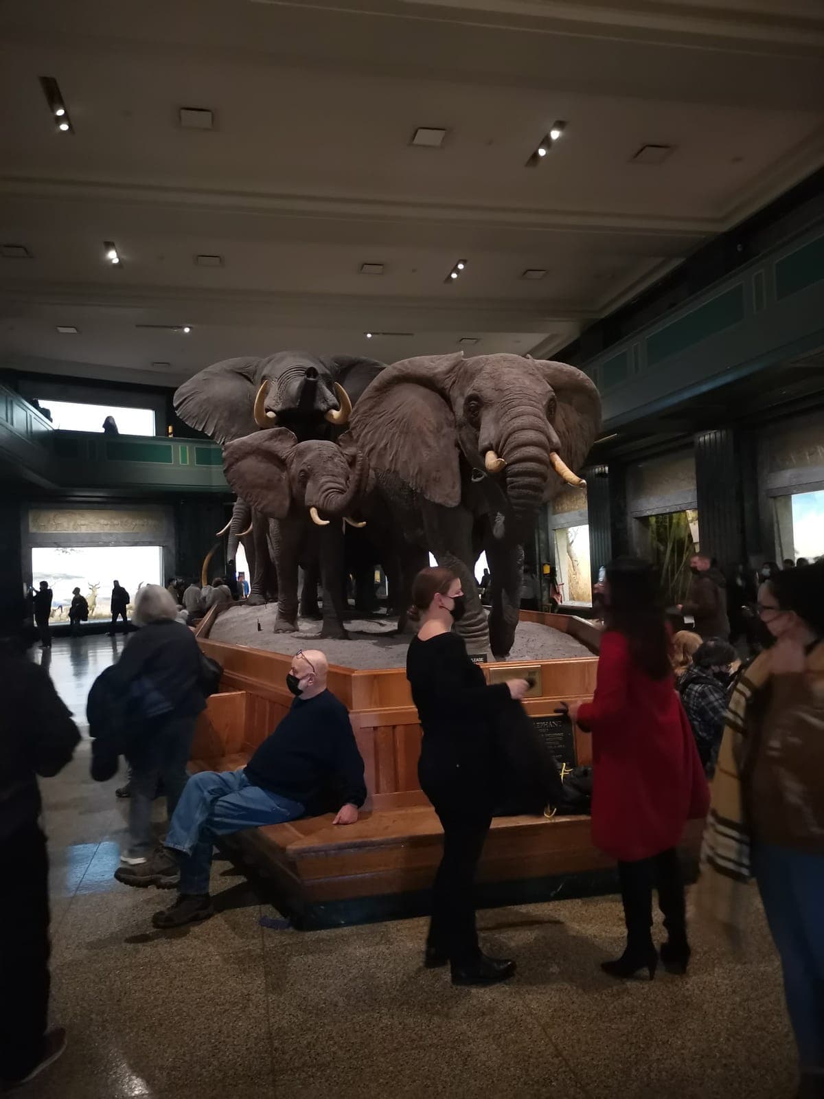 The African elephants, then the T. rex.